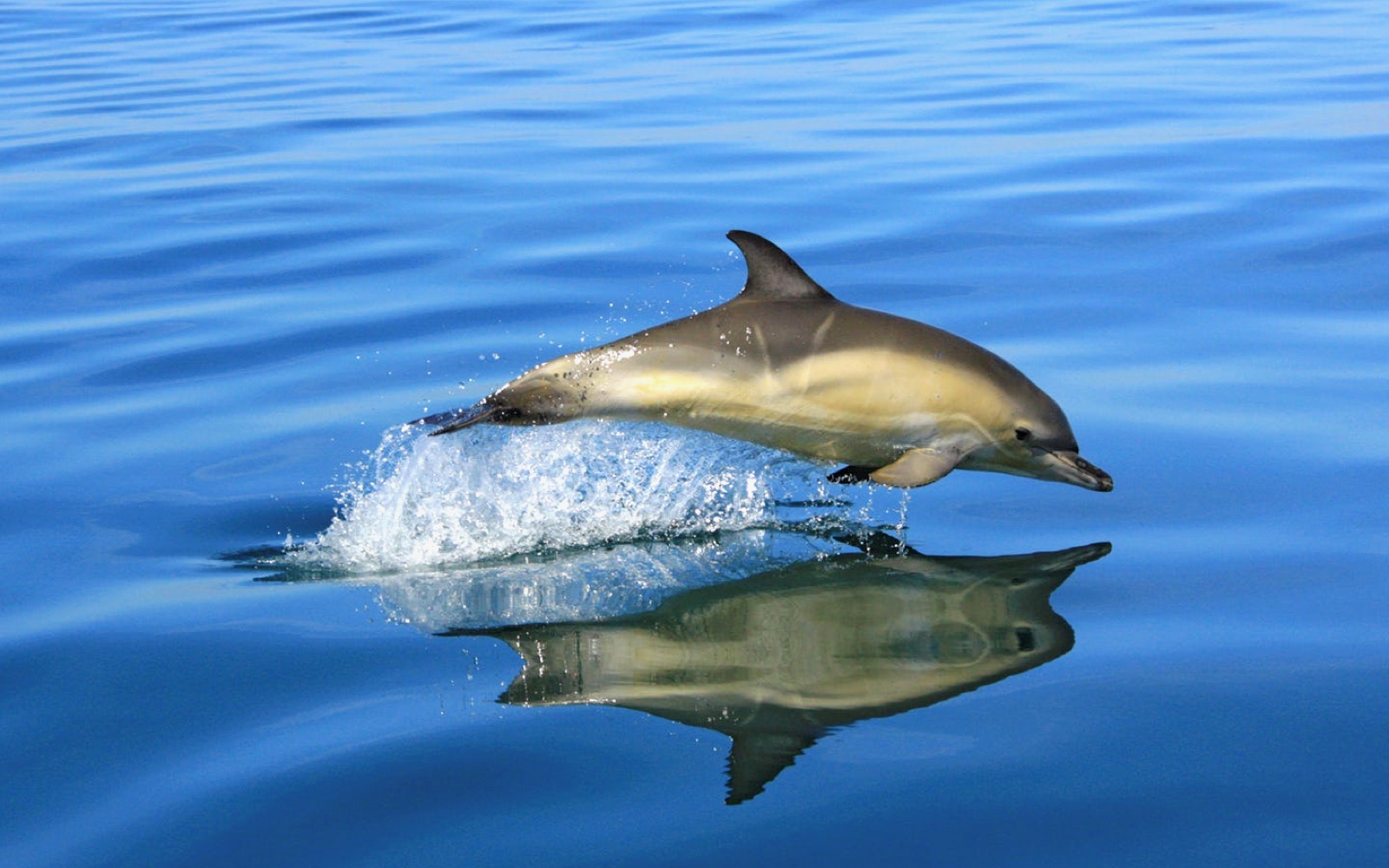 A bottlenose dolphin in Cardigan Bay