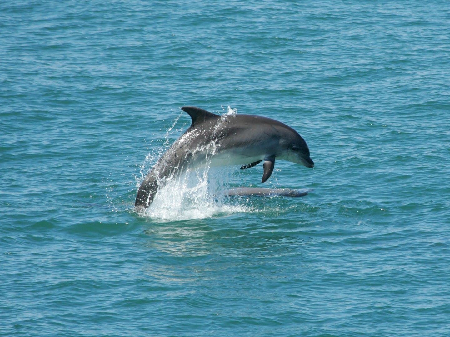 Bottlenose dolphins, Cardigan Bay